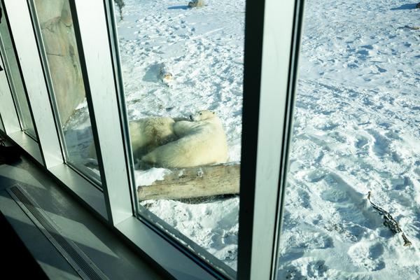 Bears sleeping outside of Tundra Grill viewing window